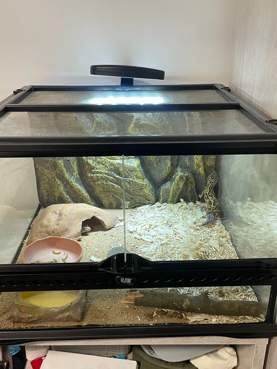 Leopard geckos - Image 1