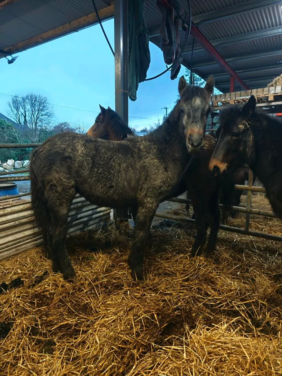 Connemara filly foal - Image 2