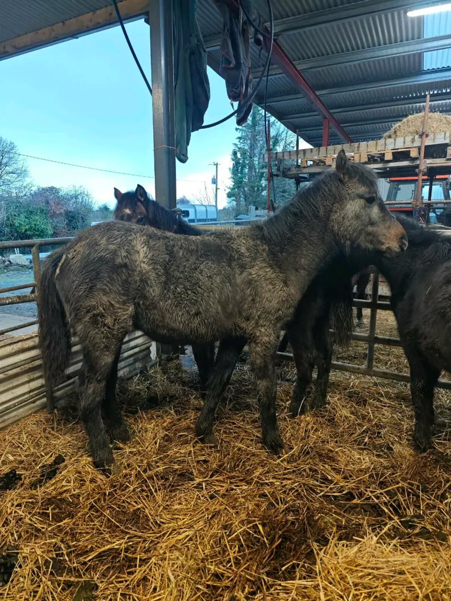 Connemara filly foal - Image 3