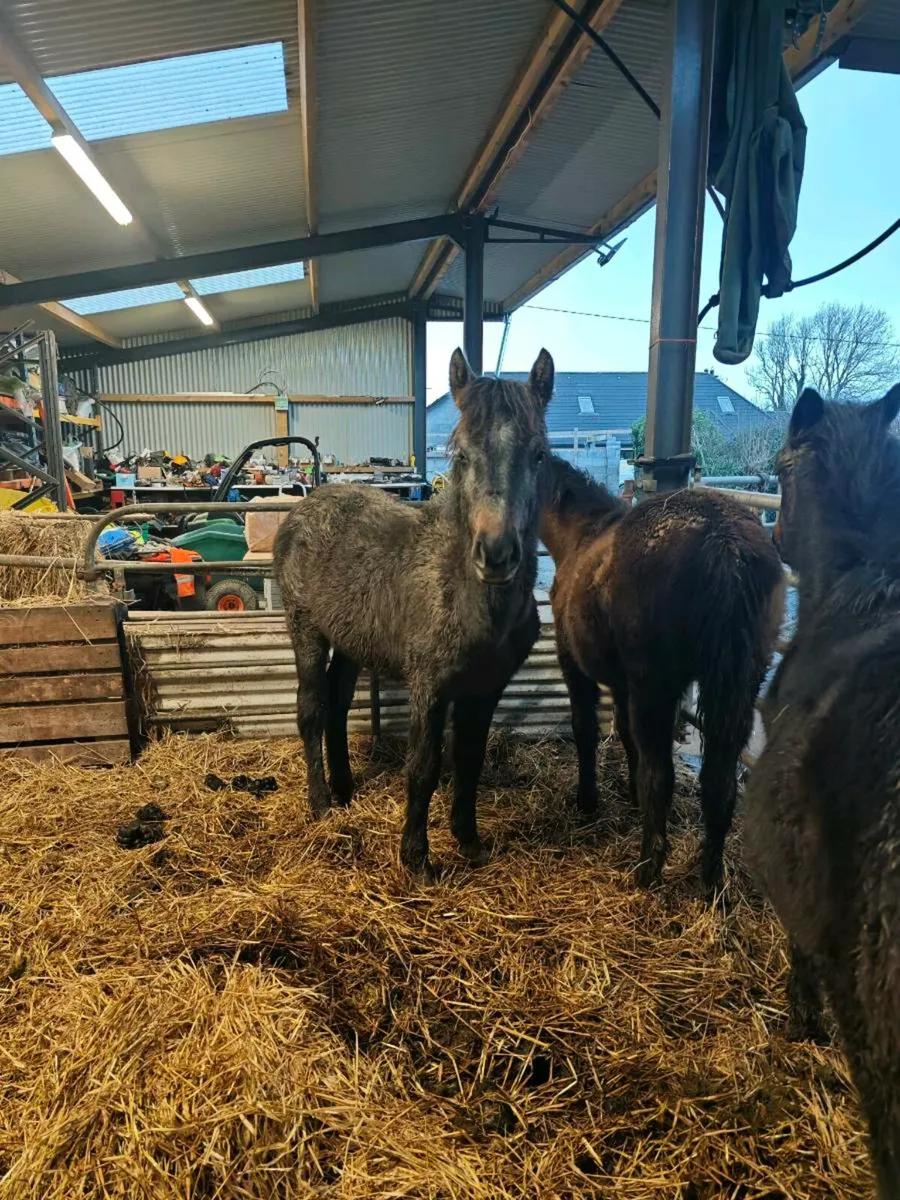 Connemara filly foal - Image 1