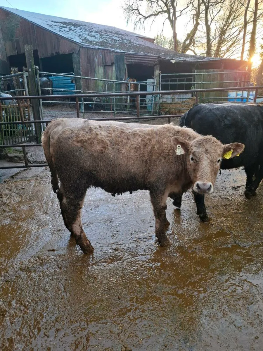 Angus heifers (suckler breed) - Image 3