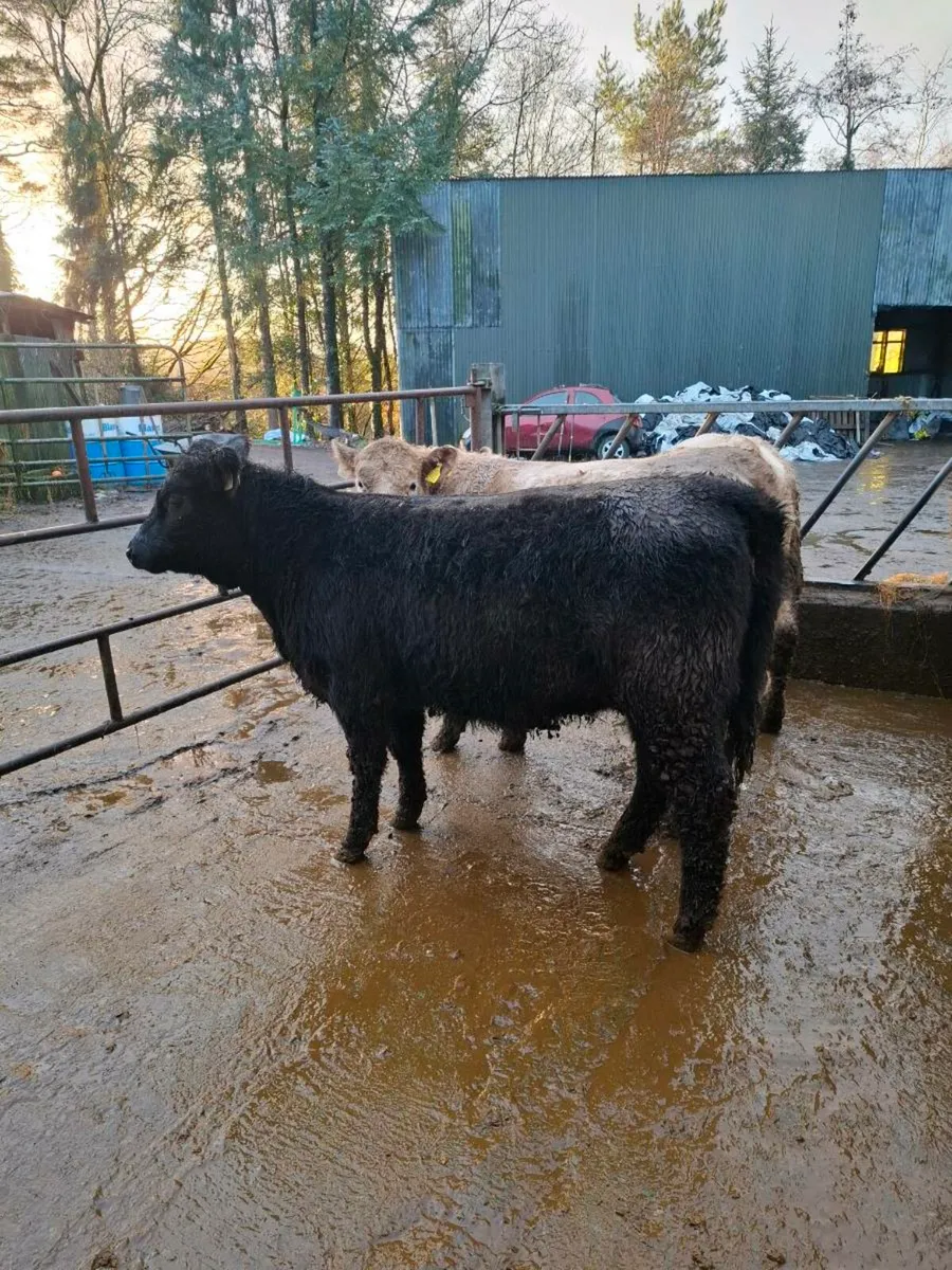 Angus heifers (suckler breed) - Image 1