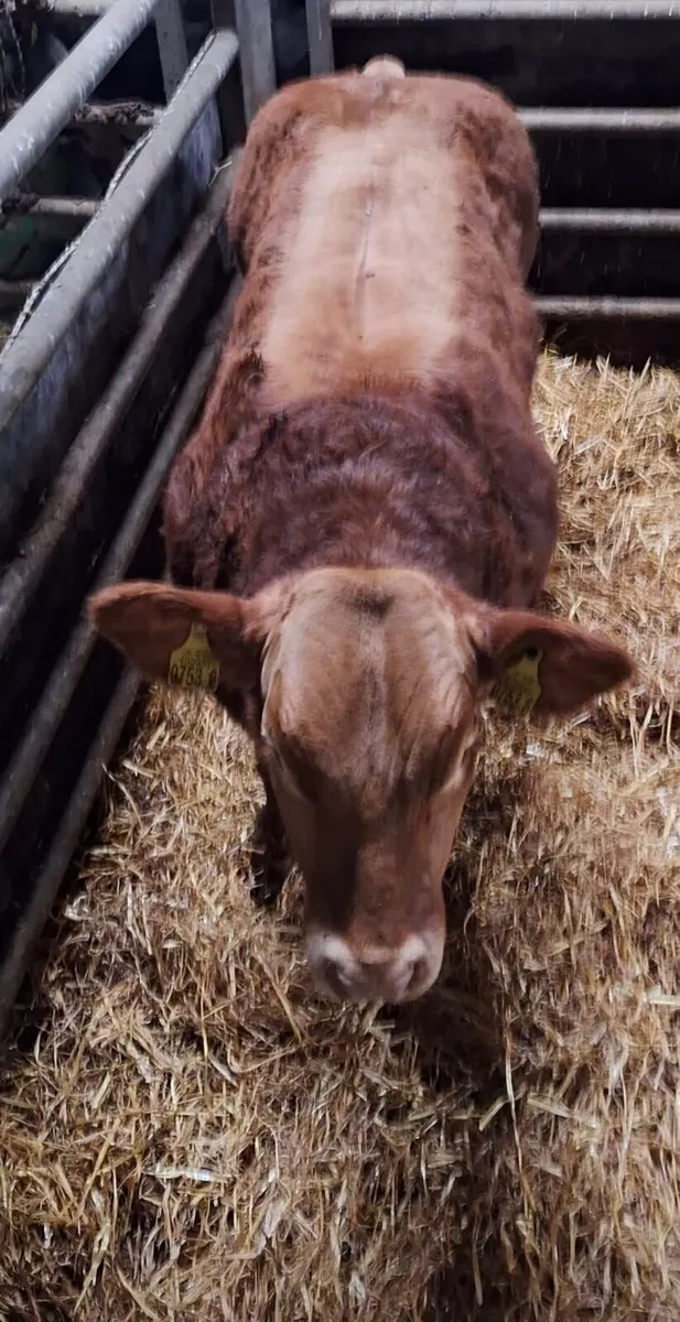 show limousin bull calf - Image 2