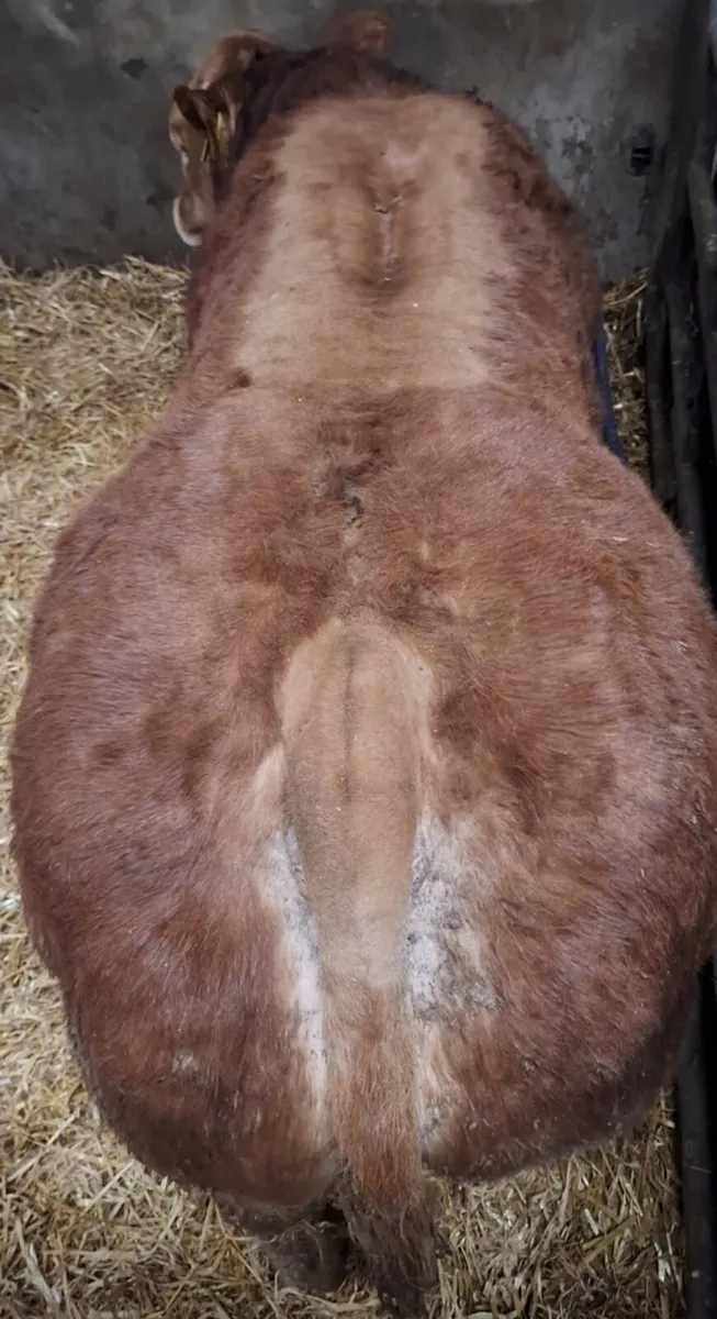 show limousin bull calf - Image 3