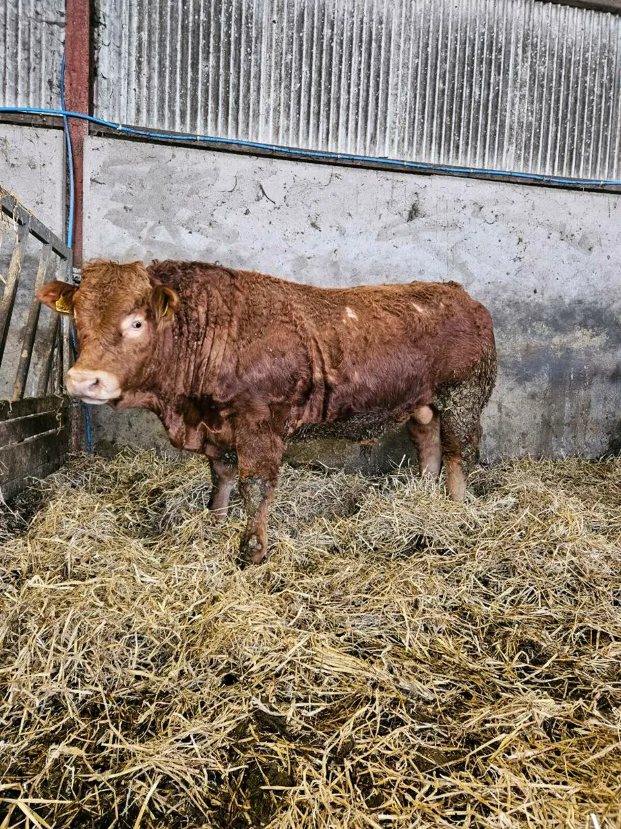 Pedigree limousin bulls - Image 1