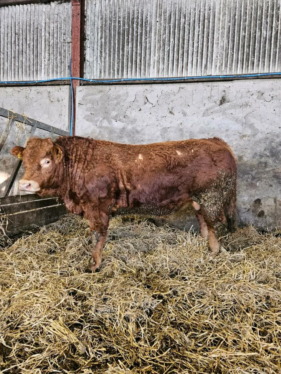 Pedigree limousin bulls - Image 2