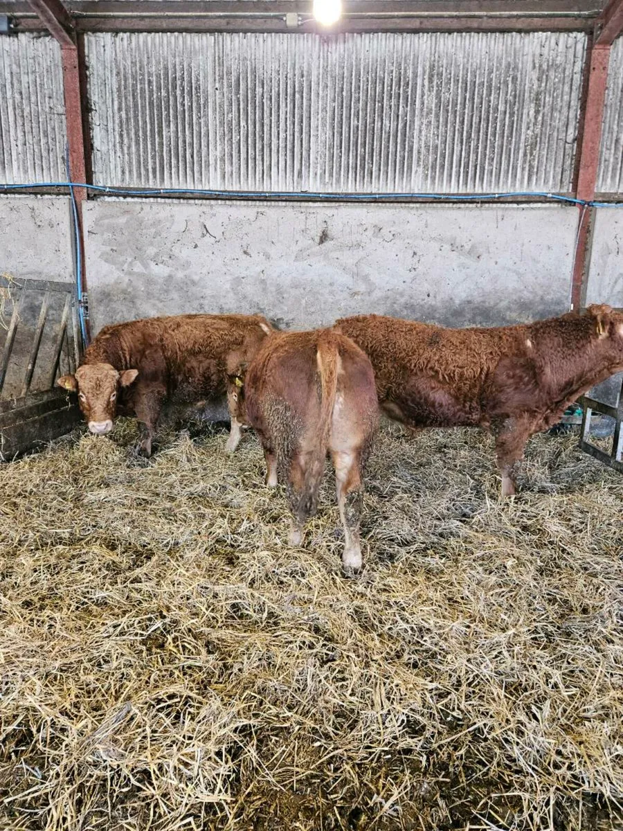Pedigree limousin bulls - Image 3