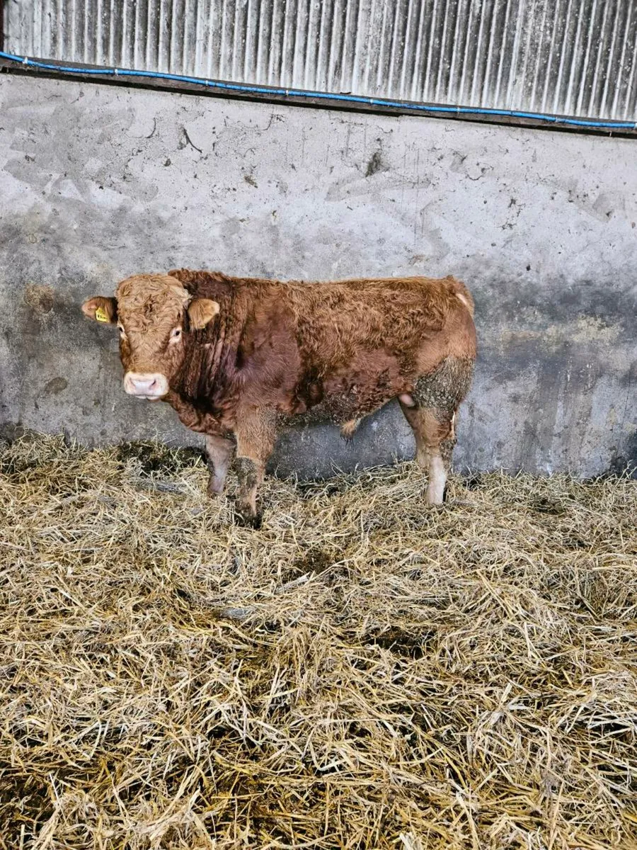 Pedigree limousin bulls - Image 4