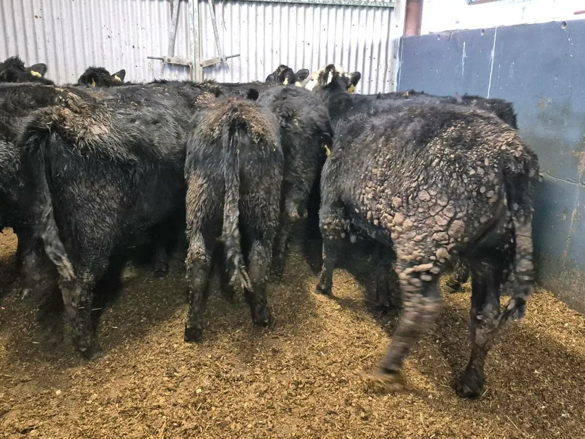 10 Angus Heifers 300kgs - Image 3