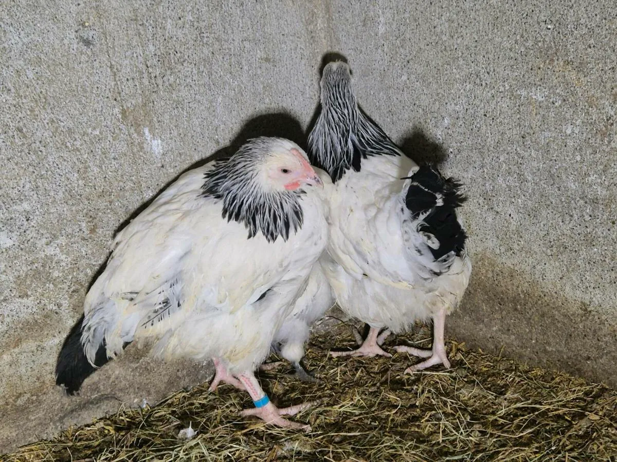 Pb chickens& Ducks - Image 2