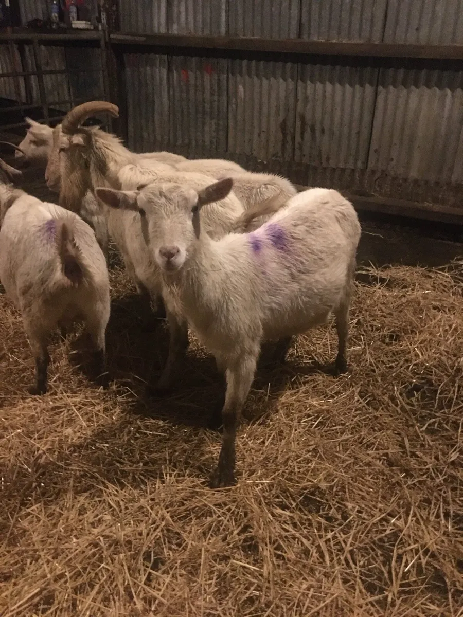 White springing goats