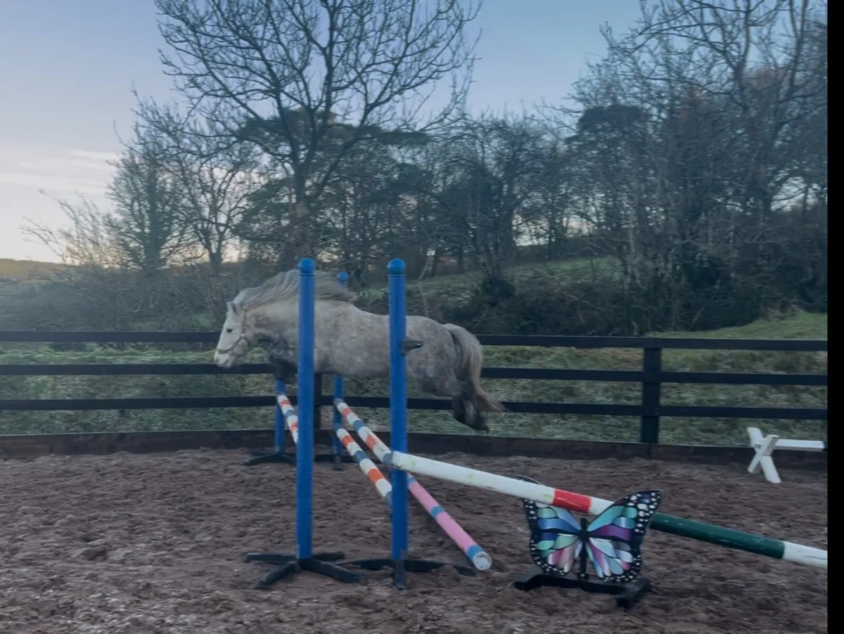 Lovely 4yo grey mare - Image 1