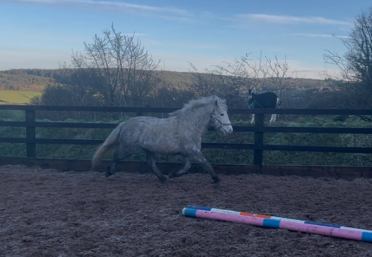 Lovely 4yo grey mare - Image 3