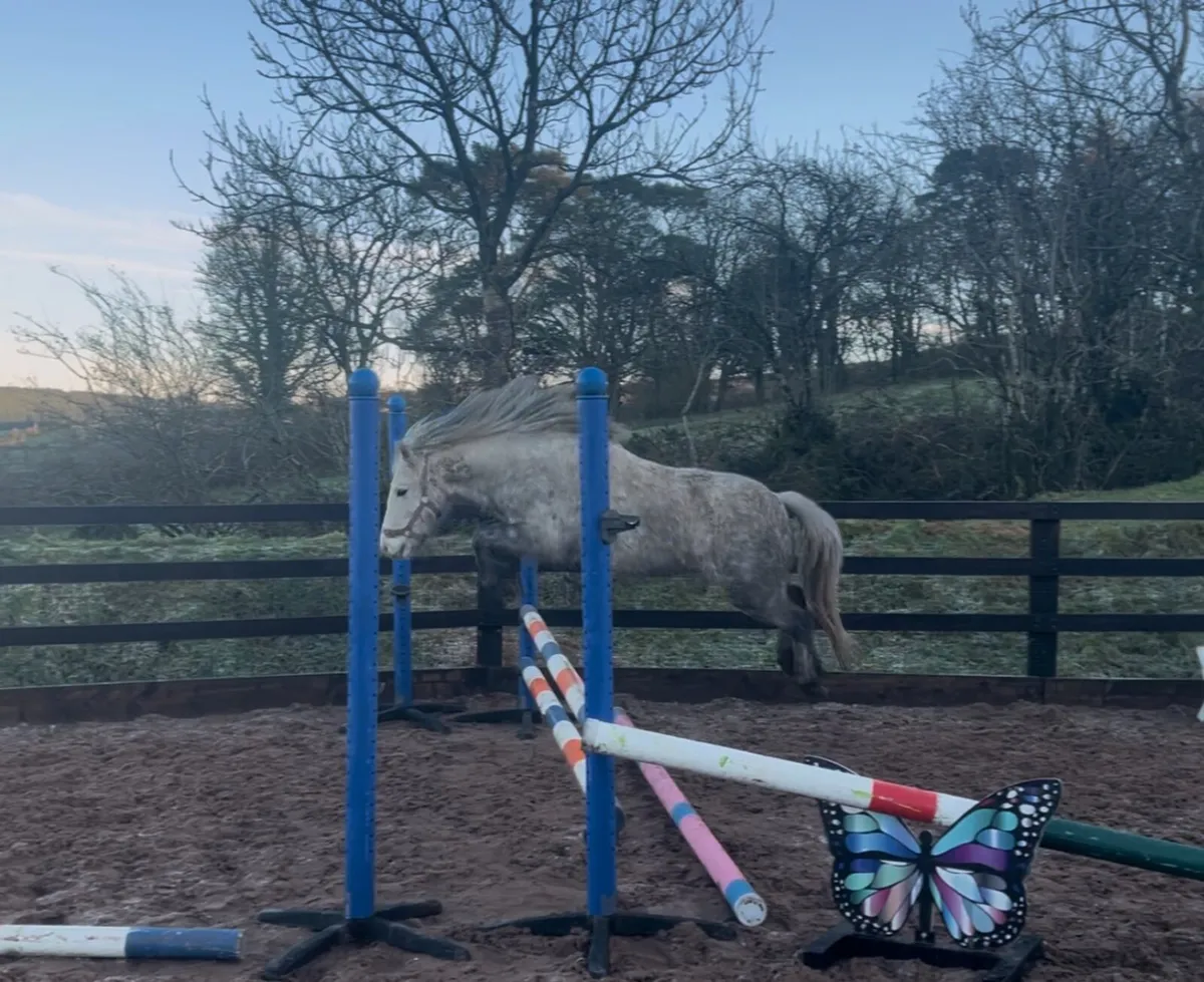 Lovely 4yo grey mare - Image 4
