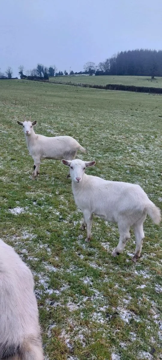 Saanen Goat - Image 3