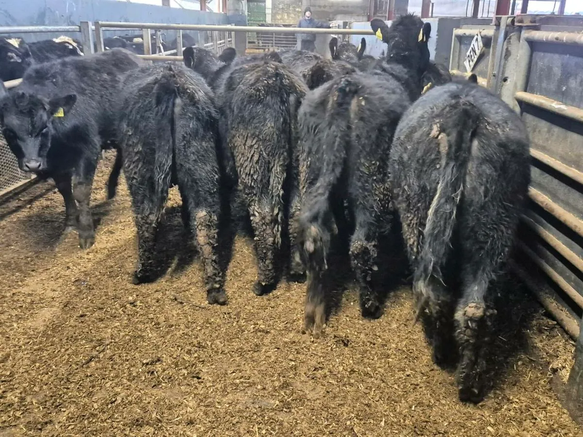 10 Angus Heifers 300kgs - Image 4