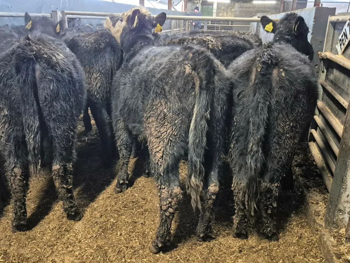 10 Angus Heifers 300kgs - Image 2