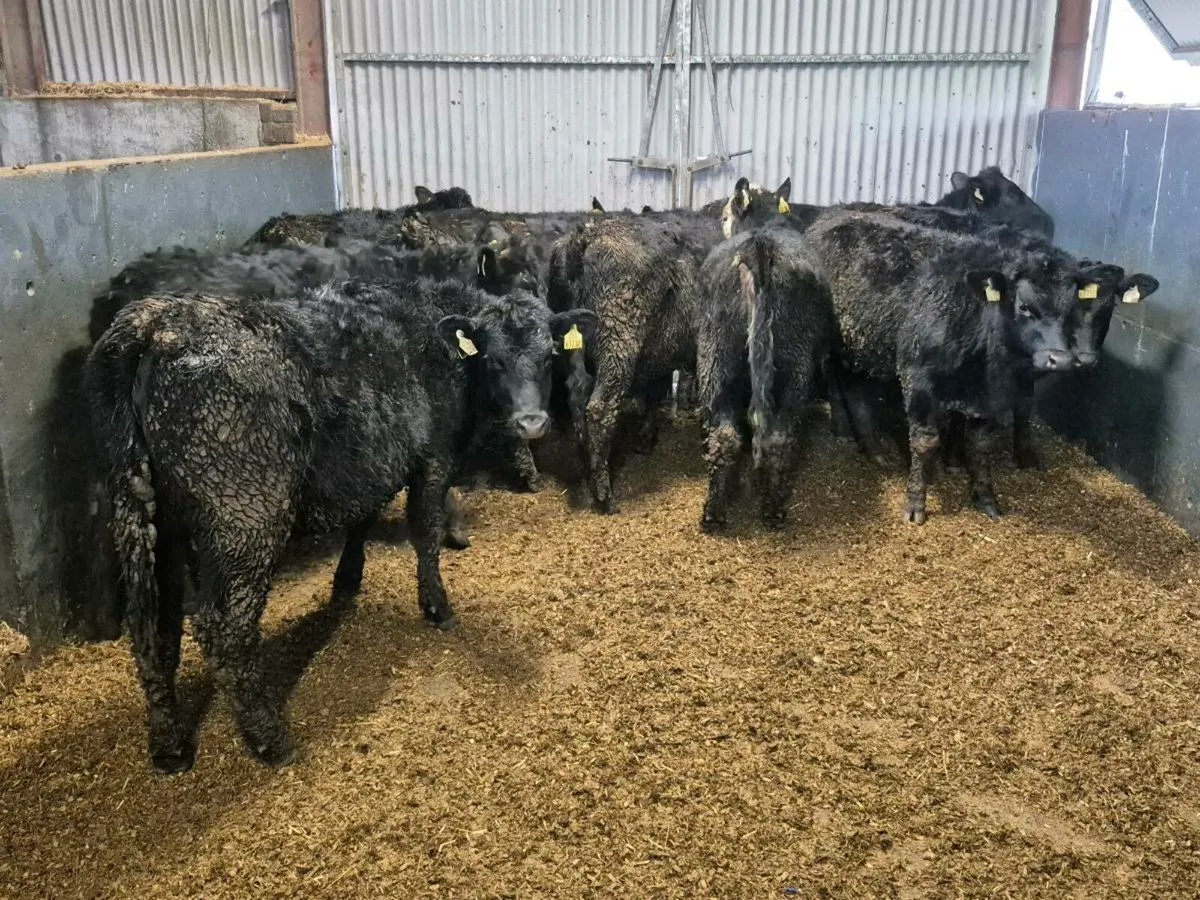 10 Angus Heifers 300kgs - Image 1