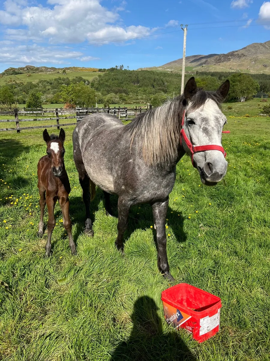 Connemara Pony - Image 1