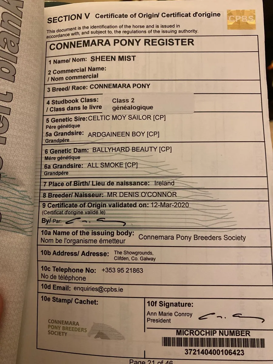 Connemara Pony - Image 2