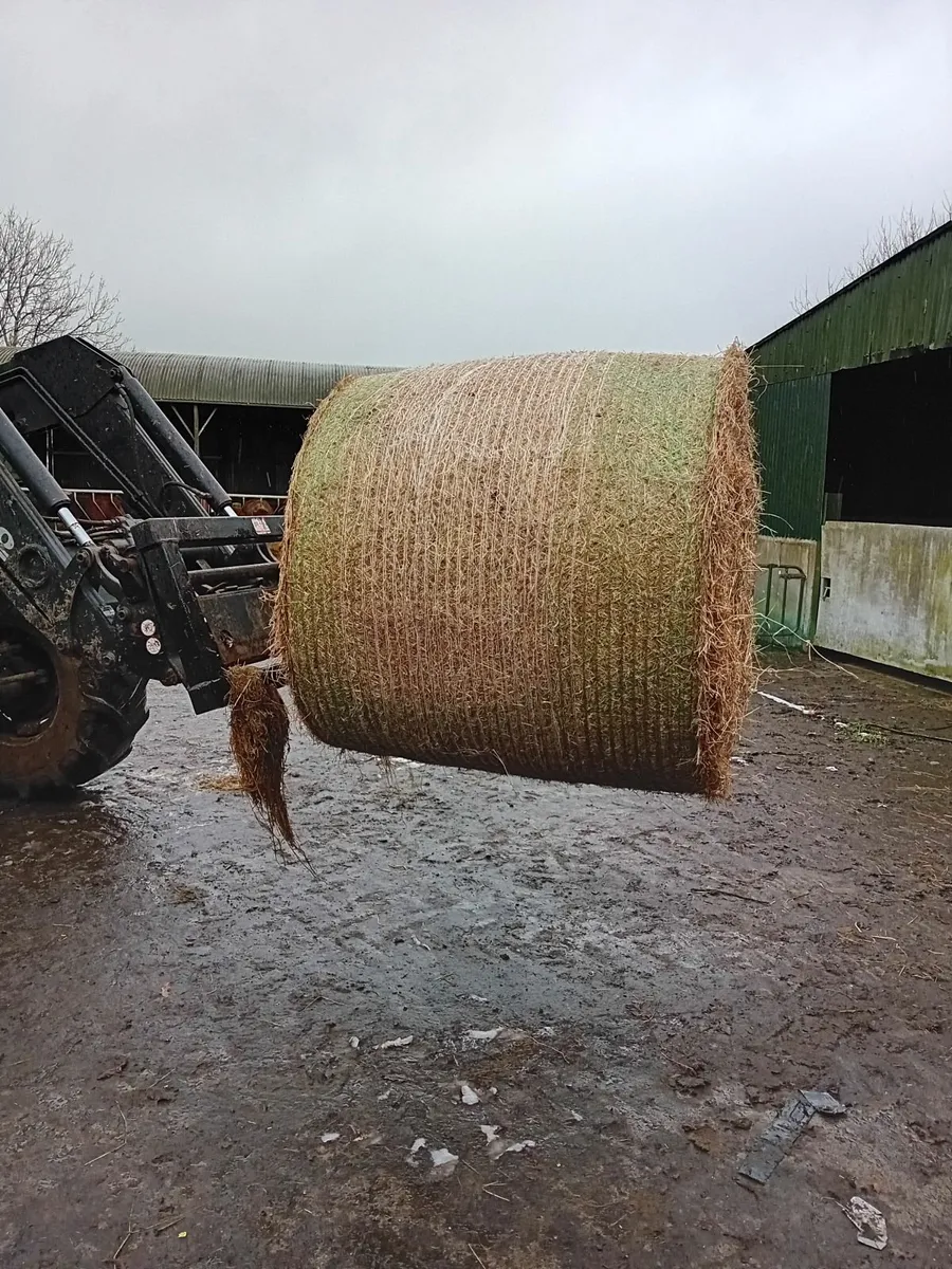 Bedding and Feed . - Image 2