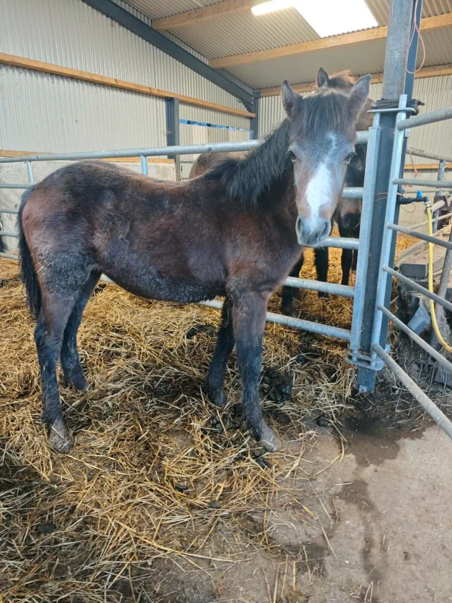 Connemara colt foal - Image 2