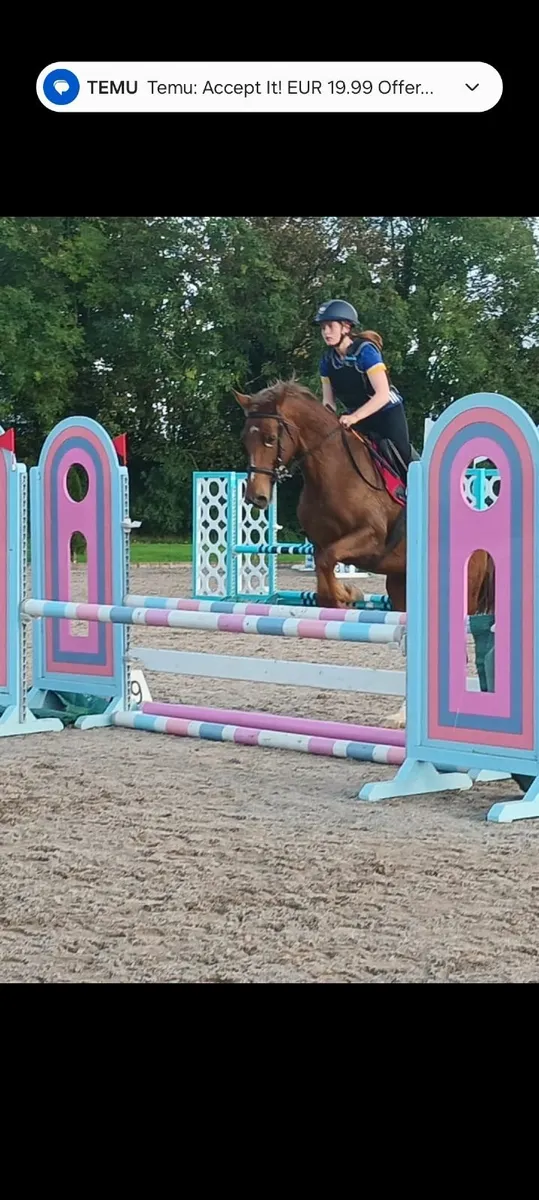 Irish Sports Horse - Image 2