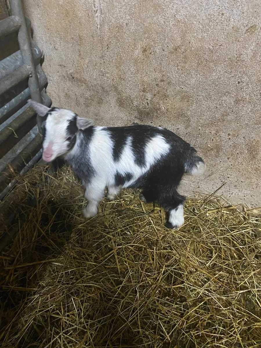 Pygmy kid goats - Image 1