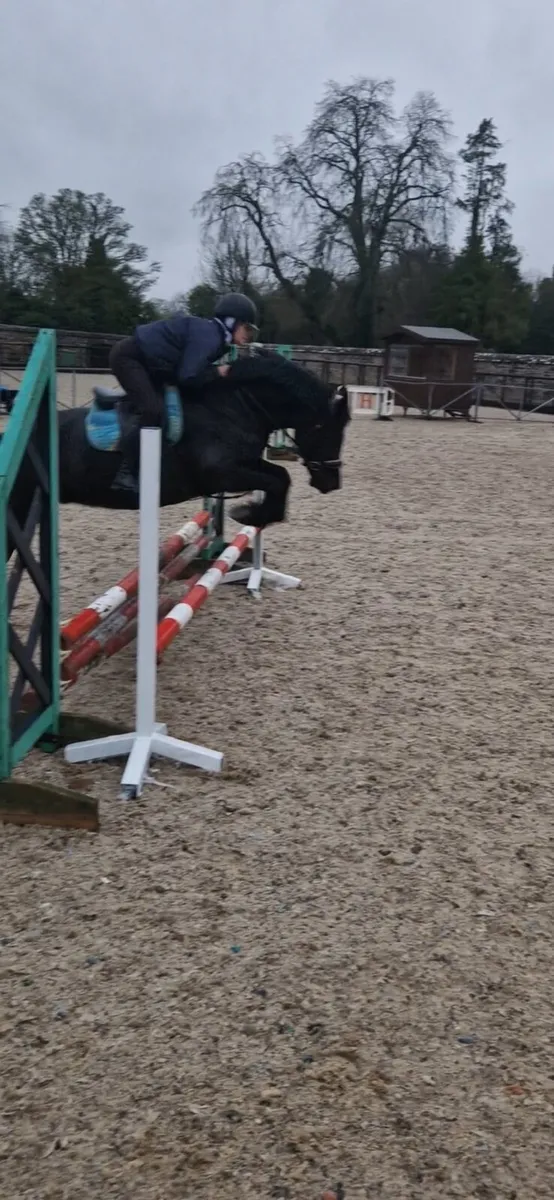 Beautiful Black Beauty - Image 3