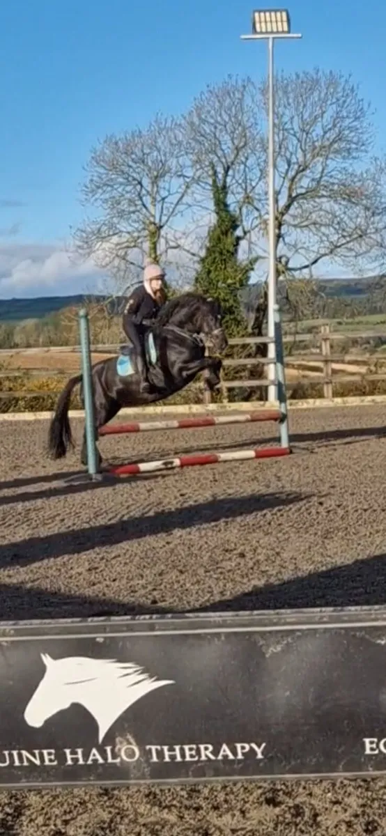 Beautiful Black Beauty - Image 4