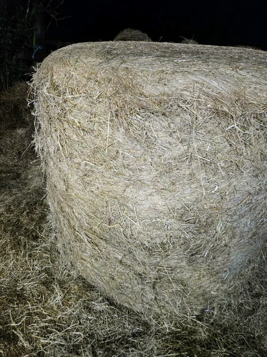 Haylage - Image 4