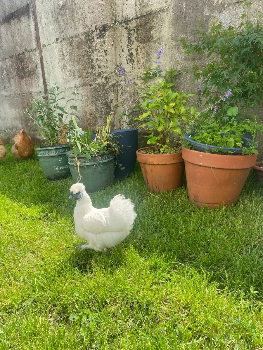 White Silkie Bantam Pair - Image 1
