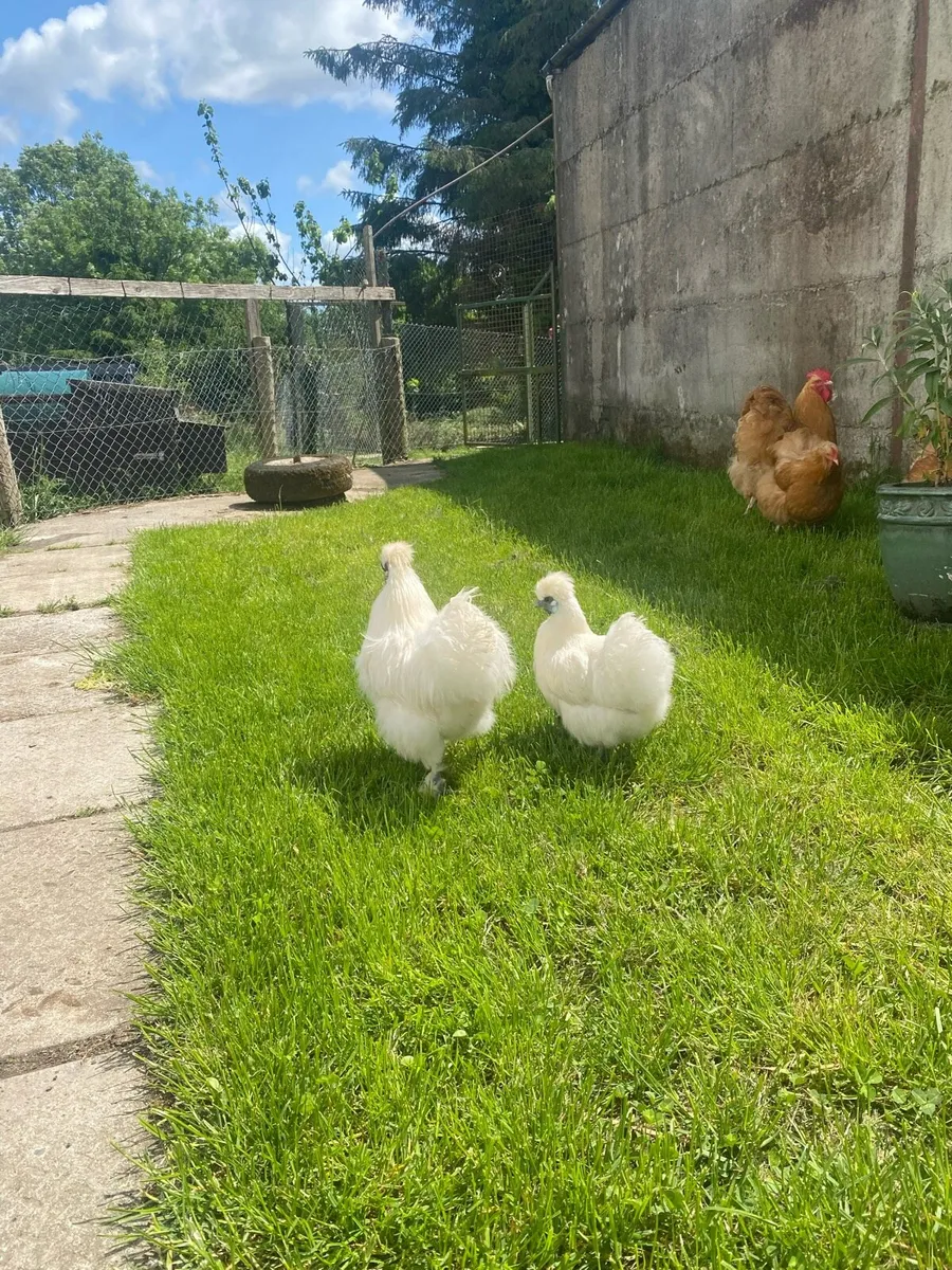 White Silkie Bantam Pair - Image 2