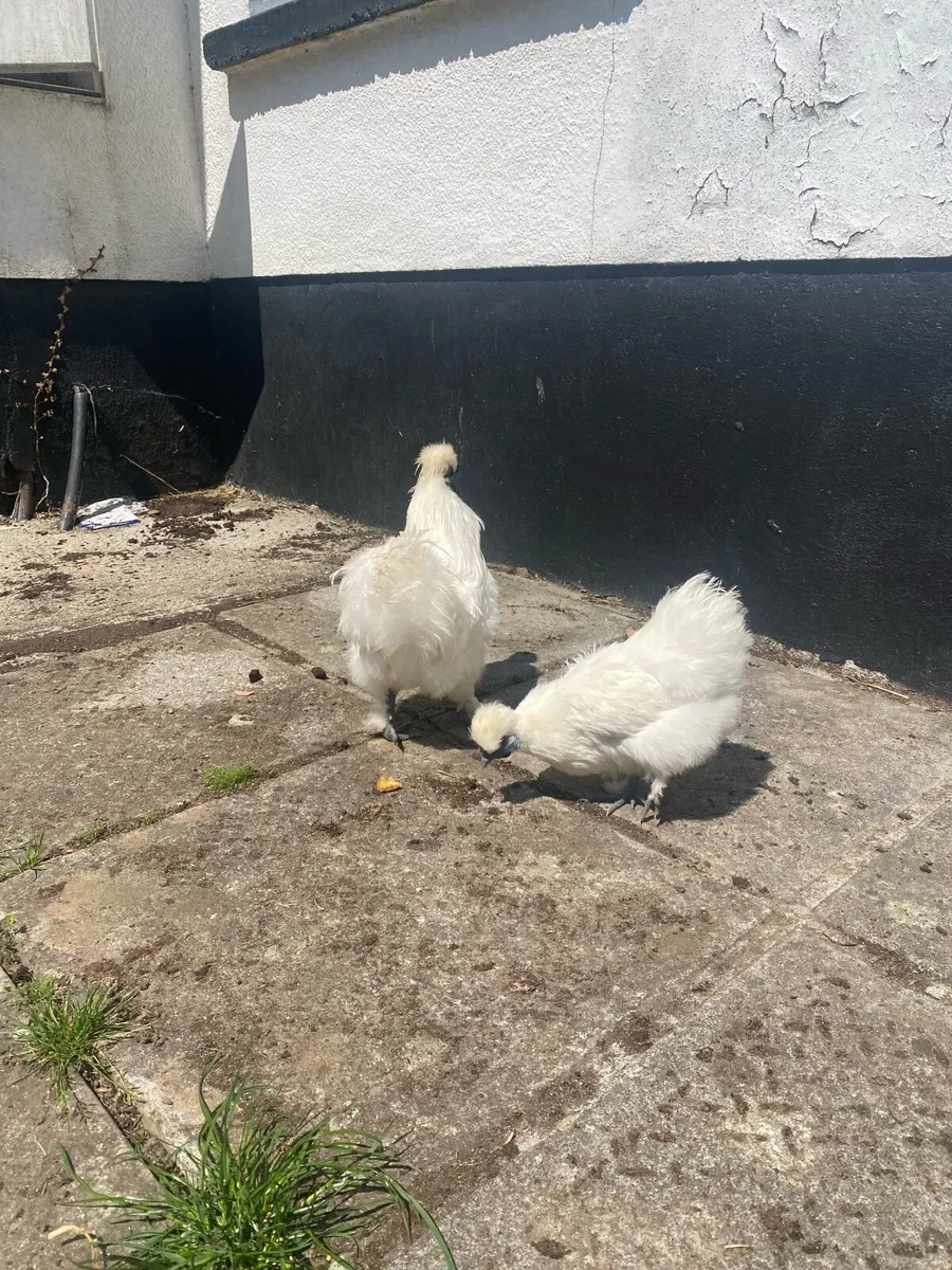 White Silkie Bantam Pair - Image 3