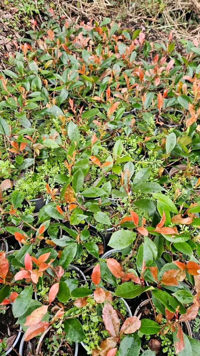 Red Robin One Euro Potted