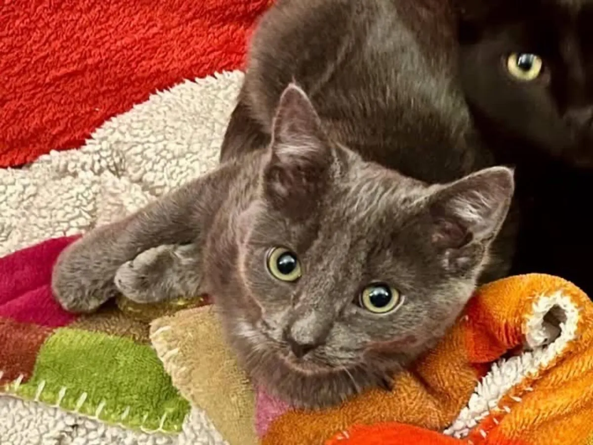 Catstrust adoption and protection. Rescued . - Image 2