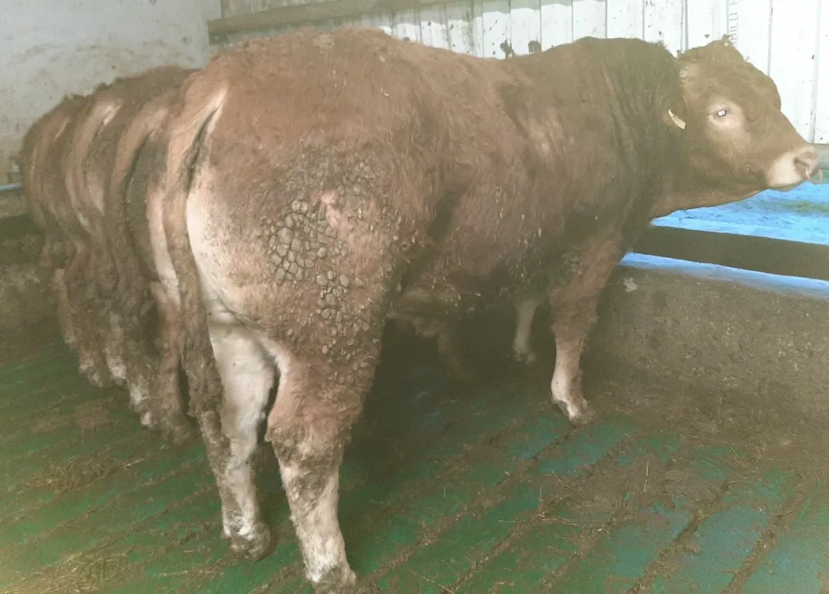 SCEP eligible Limousin Bulls - Image 2