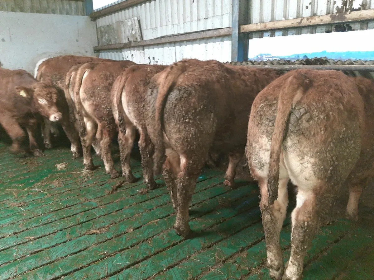 SCEP eligible Limousin Bulls - Image 3