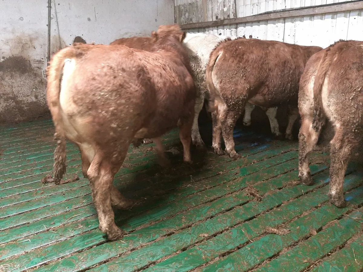 SCEP eligible Limousin Bulls - Image 4