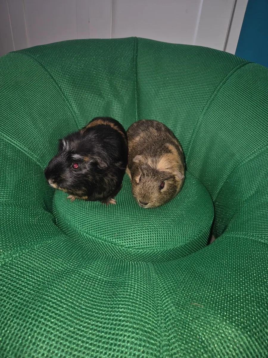 Guinea pigs and indoor enclosure - Image 1