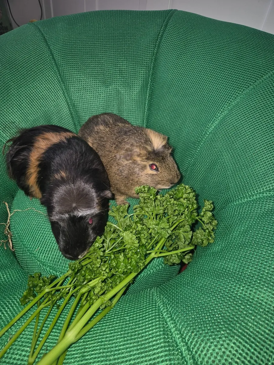 Guinea pigs and indoor enclosure - Image 4