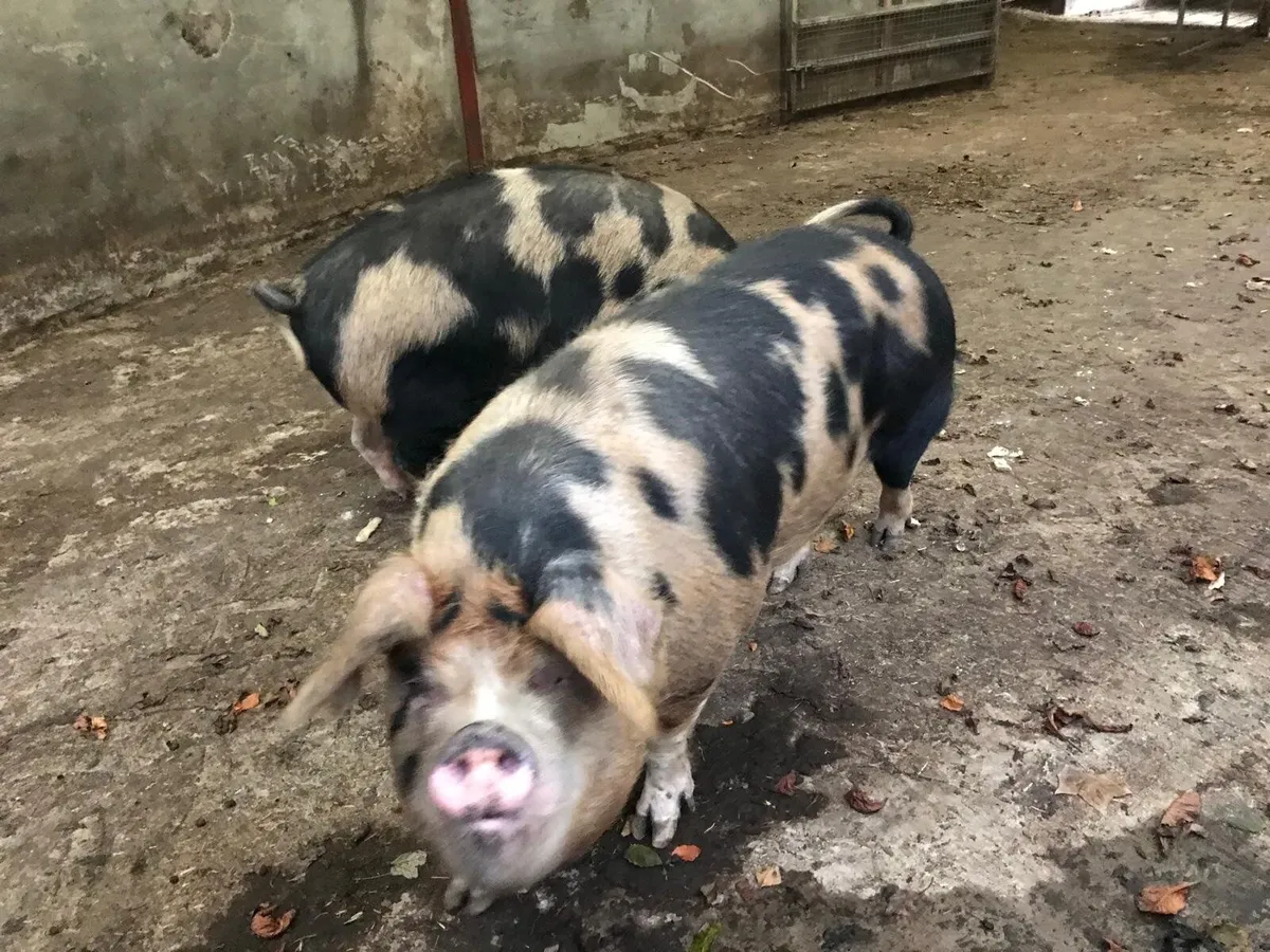 2 sows & 3 weaners - Image 4