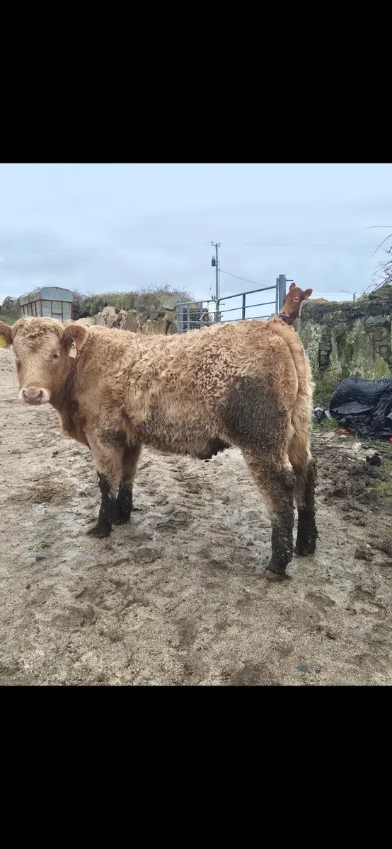 Maam cross mart - Image 3