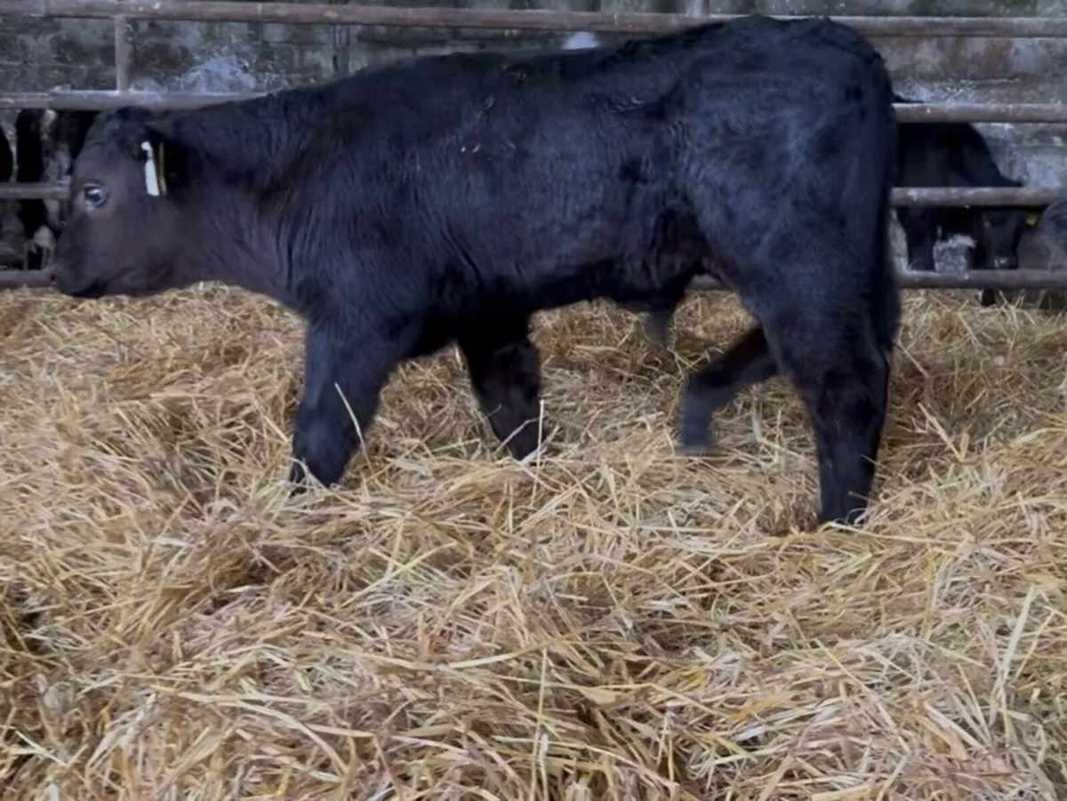 10 serious Lim and AA bull calves - Image 3