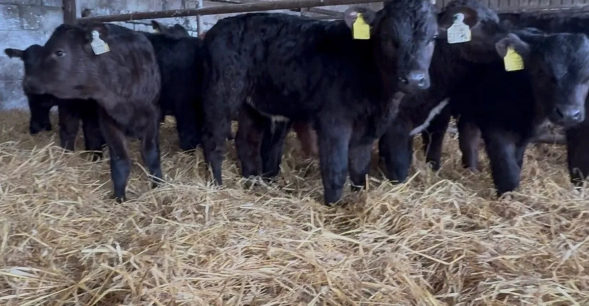 10 serious Lim and AA bull calves - Image 2