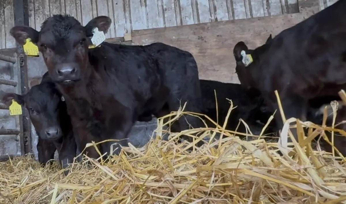 5 serious Lim and AA bull calves - Image 2