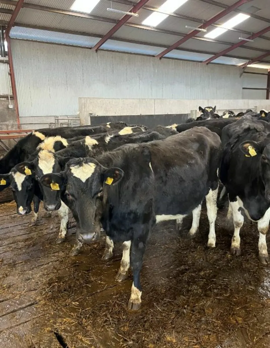 Fr Holstein Heifers - Image 1