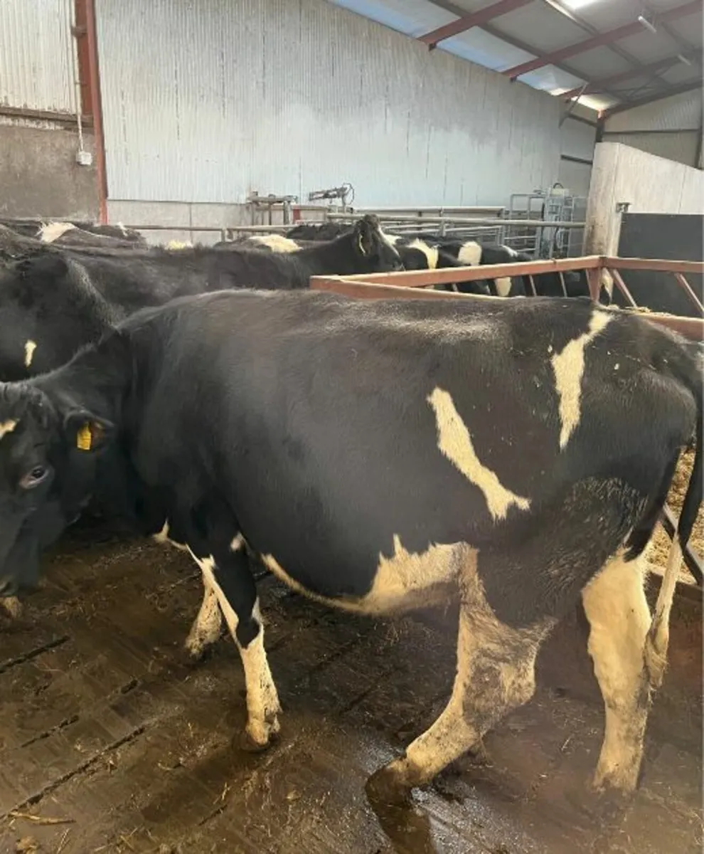 Fr Holstein Heifers - Image 2