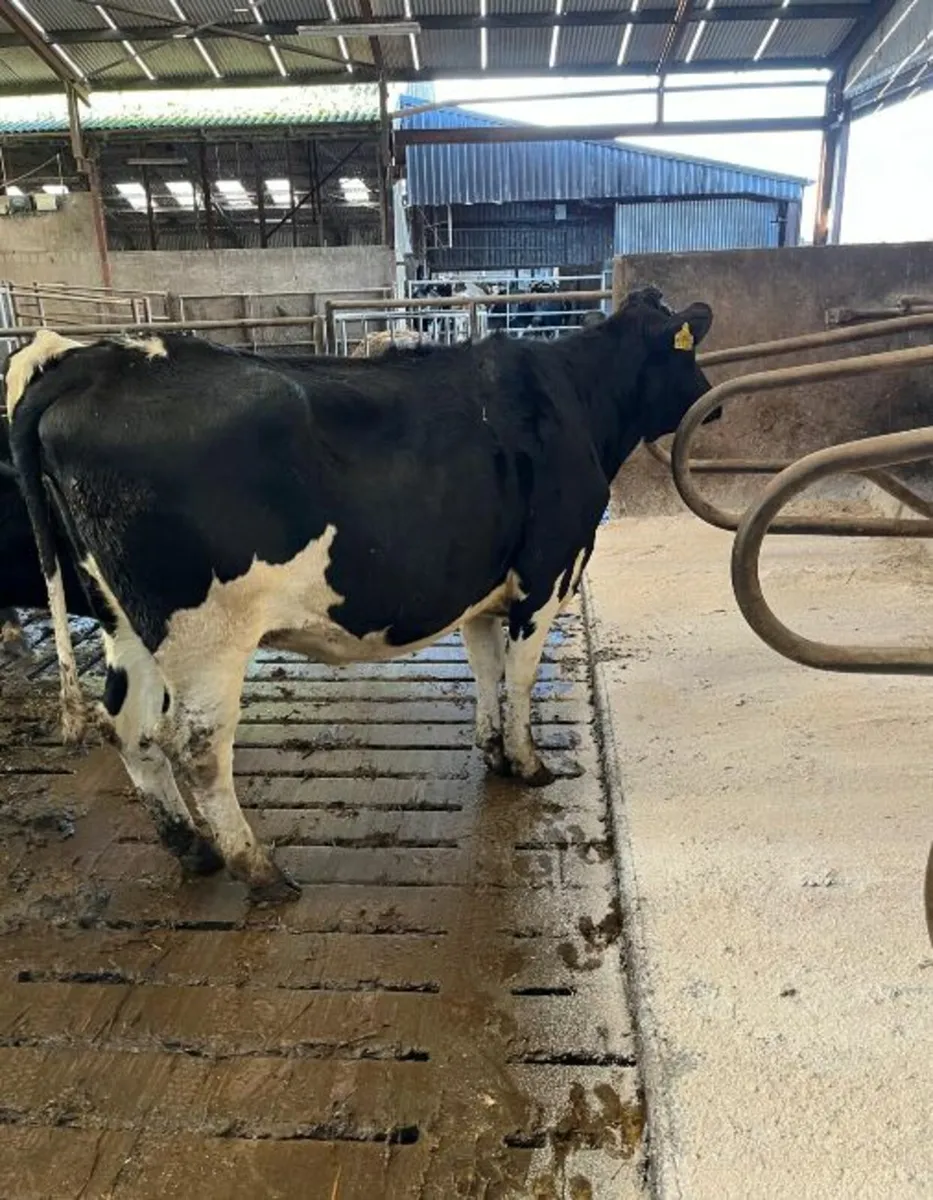 Fr Holstein Heifers - Image 3