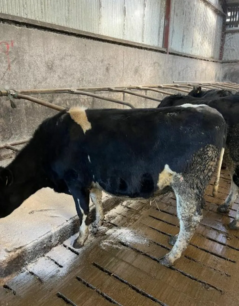 Fr Holstein Heifers - Image 4